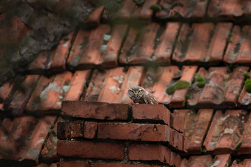 Little owl hiding on the chimney. The owl is cowering on the roof. Winter in Bulgaria  