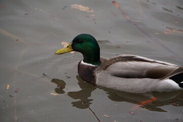 Green headed duck on lake water