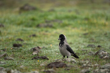 Hooded crow on the ground. Crow searching for food. European birds during winter. 