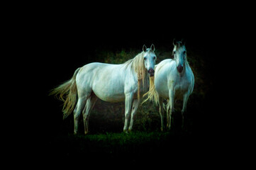 Two white horses on black background
