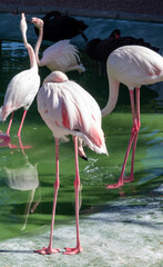 A shot of flamingos walking in the water with green water in the background