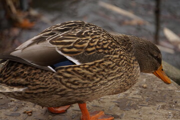 Duck with blue feather