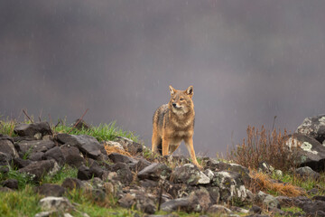 Golden jackal searching for food. Jackal on the rocky meadow. Bulgaria wildlife. 