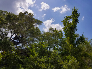 Fototapeta premium House under trees