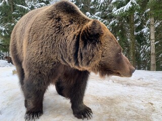 An adult bear in a snowy forest. Brown bear on the background of the winter forest. Rehabilitation center for brown bears. Park "Synevyr".