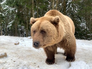 Plakat An adult bear in a snowy forest. Brown bear on the background of the winter forest. Rehabilitation center for brown bears. Park 