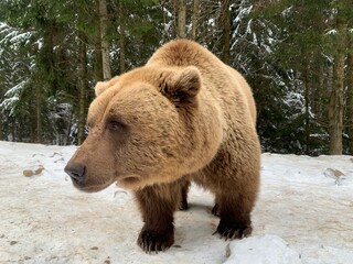 Obraz premium An adult bear in a snowy forest. Brown bear on the background of the winter forest. Rehabilitation center for brown bears. Park 