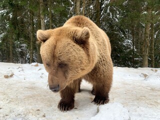 An adult bear in a snowy forest. Brown bear on the background of the winter forest. Rehabilitation...