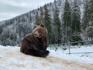 An adult bear in a snowy forest. Brown bear on the background of the winter forest. Rehabilitation...