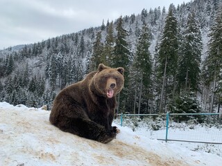 An adult bear in a snowy forest. Brown bear on the background of the winter forest. Rehabilitation...