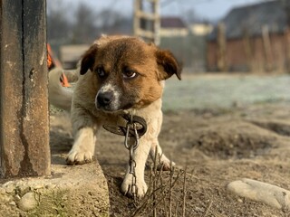 The dog is tied to the fence on a chain. There is a mongrel on a leash in the yard. Pet near the booth.