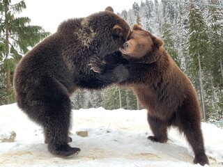 Two bears in the snow in the forest. Brown bears play together. Rehabilitation center for brown...