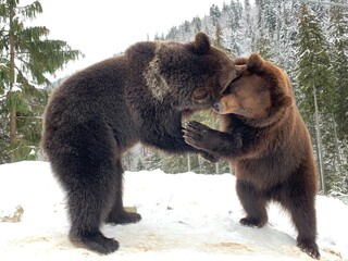 Fototapeta premium Two bears in the snow in the forest. Brown bears play together. Rehabilitation center for brown bears. Park 