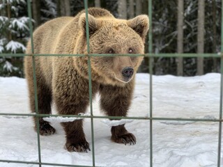 An adult bear in a snowy forest. Brown bear on the background of the winter forest. Rehabilitation center for brown bears. Park 