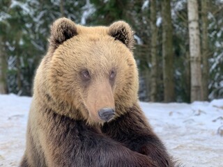 Obraz premium An adult bear in a snowy forest. Brown bear on the background of the winter forest. Rehabilitation center for brown bears. Park 