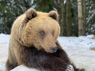 An adult bear in a snowy forest. Brown bear on the background of the winter forest. Rehabilitation center for brown bears. Park 