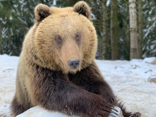 Fototapeta premium An adult bear in a snowy forest. Brown bear on the background of the winter forest. Rehabilitation center for brown bears. Park 
