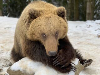Obraz premium An adult bear in a snowy forest. Brown bear on the background of the winter forest. Rehabilitation center for brown bears. Park 