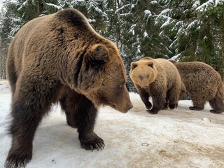 An adult bear in a snowy forest. Brown bear on the background of the winter forest. Rehabilitation...