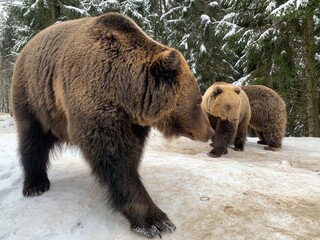 Two bears in the snow in the forest. Brown bears play together. Rehabilitation center for brown bears. Park "Synevyr".