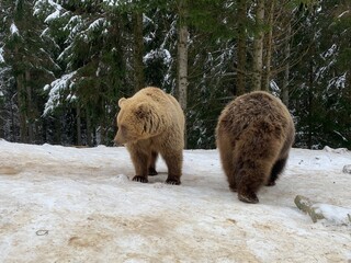 Two bears in the snow in the forest. Brown bears play together. Rehabilitation center for brown bears. Park "Synevyr".