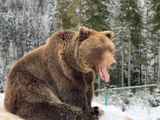 An adult bear in a snowy forest. Brown bear on the background of the winter forest. Rehabilitation center for brown bears. Park "Synevyr".