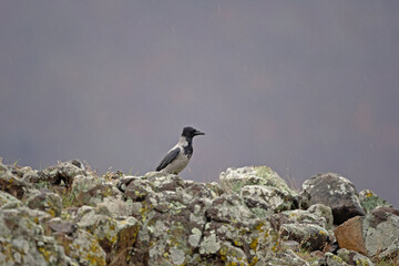 Hooded crow on the ground. Crow searching for food. European birds during winter. 