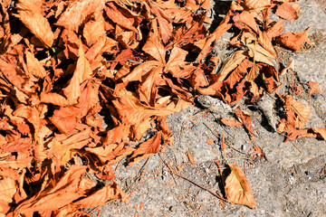Dry foliage on Sidewalk, pavement paved with old natural stone. Textured background, pattern. Copy space.