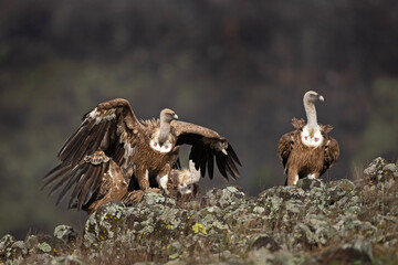 Griffon vulture searching for food. Birds scavengers on the rock. The herd of vulture in Bulgaria. 