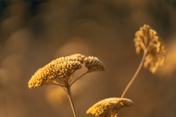 Dried yellow flower in autumn