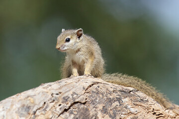 Ockerfußbuschhörnchen / Tree squirrel / Paraxerus Cepapi