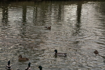 Duck with blue feather