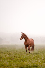 Beautiful amazing chestnut brown mare running on a cloudy foggy meadow. Mystic portrait of an elegant stallion horse.