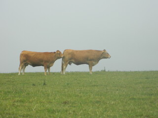 cows on a meadow