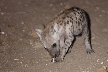 Tüpfelhyäne / Spotted Hyaena / Crocuta crocuta.