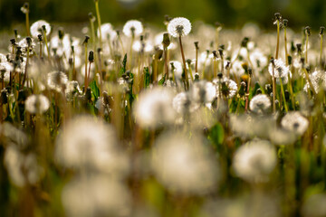 White fluffy dandelions on a background of grass and trees. Soft Focus