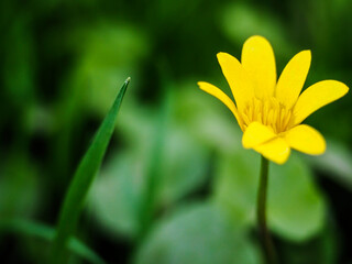 Beautiful yellow flower closeup