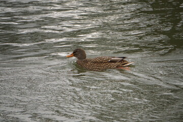 Brown duck on a river