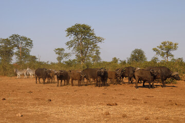 Kaffernbüffel und Steppenzebra / Buffalo and Burchell's zebra / Syncerus caffer et Equus...
