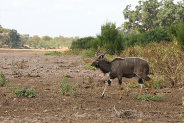 Nyala / Nyala / Tragelaphus angasii.