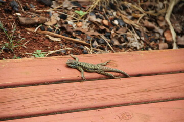lagartixa lizard on the deck wood 
