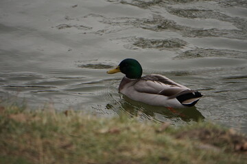 Green headed duck swiming