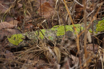 Yellow-green moss tree