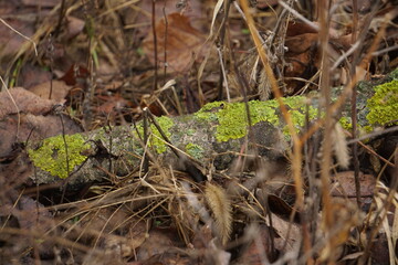 Yellow-green moss tree