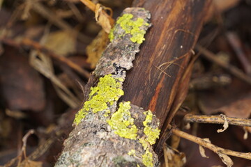 Yellow-green moss tree
