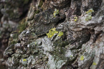 Yellow-green tree moss 