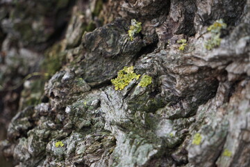 Yellow-green tree moss 