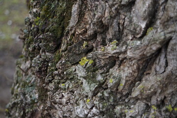 Yellow-green tree moss 