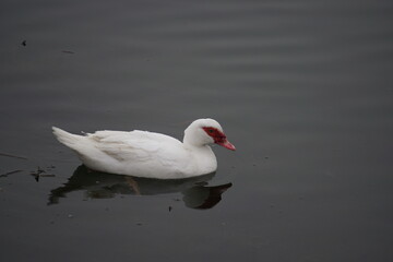 Wild white duck on a lake
