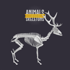 Deer Animals Skeletons dark